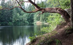 Whistle Lake