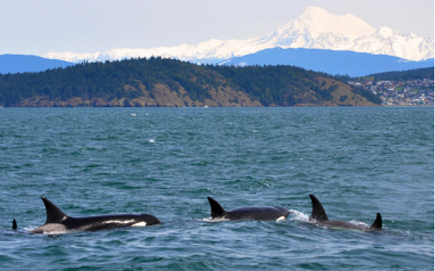 Island Adventures Whale Watching Package