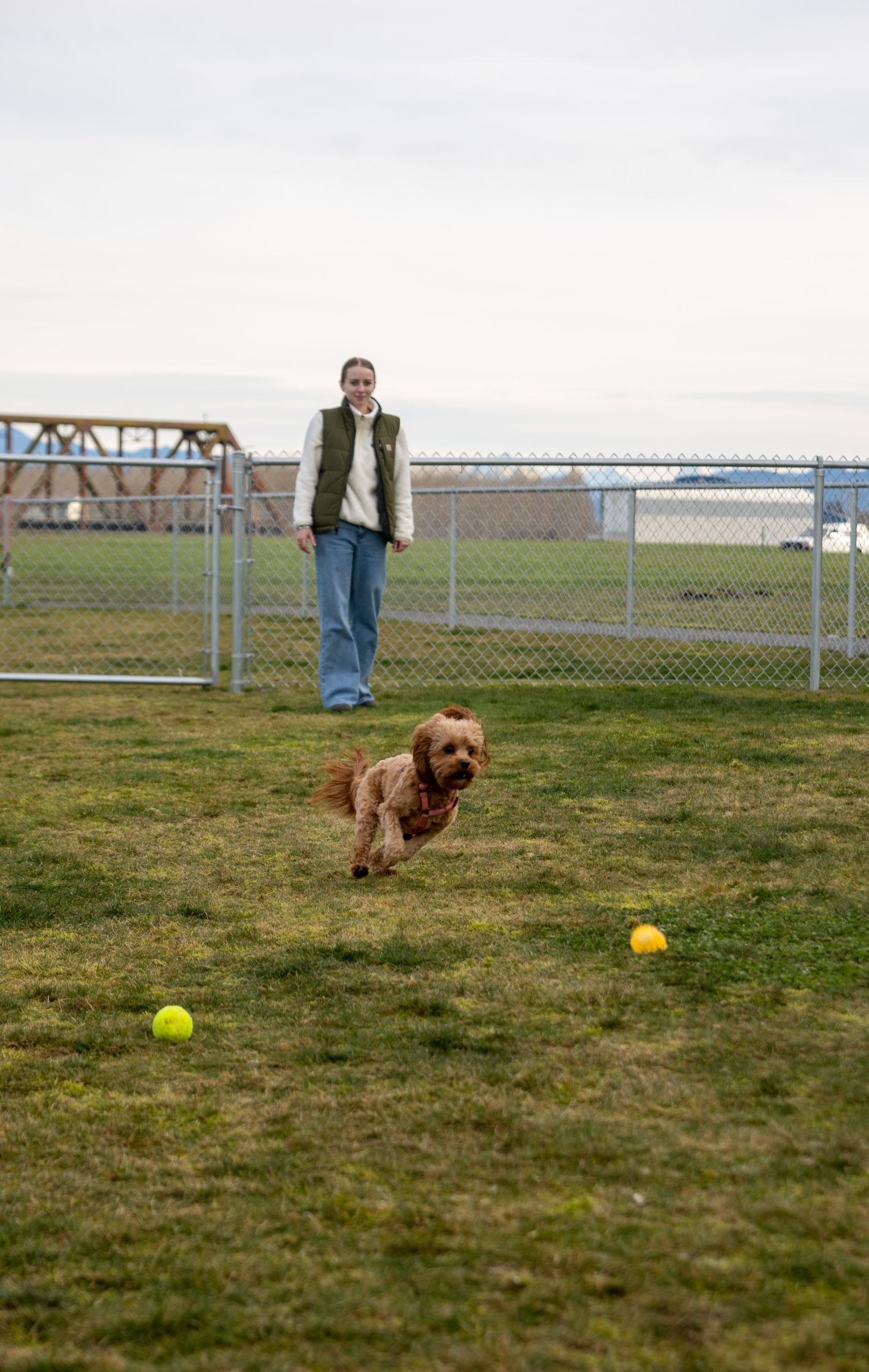 Dog Park 1
